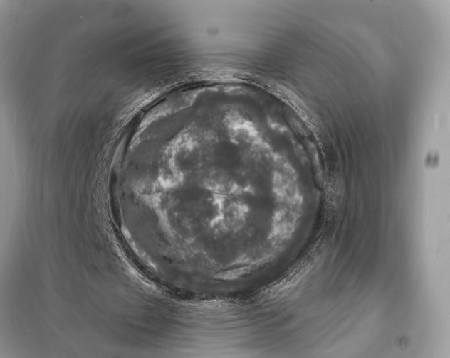 X0000098200433200805081115