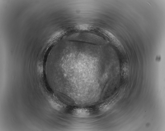 X0000098200500200805081115