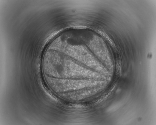 X0000098200533200805081113