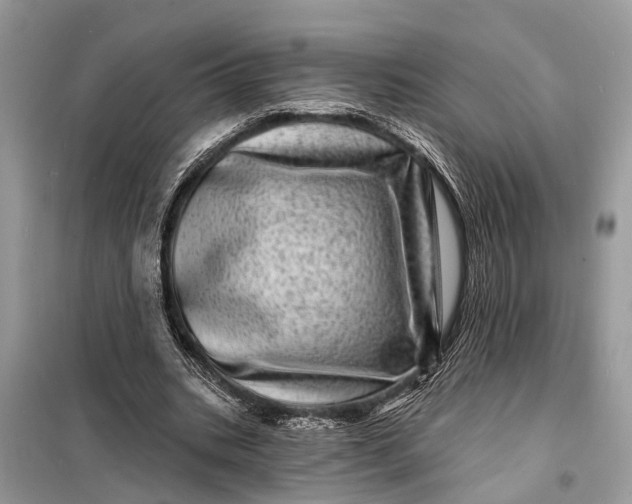 X0000098200535200805081113