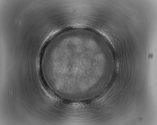 X0000098200686200805081112