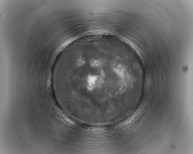 X0000098200778200805081110