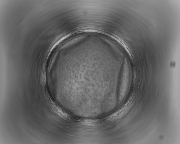 X0000098200782200805081110