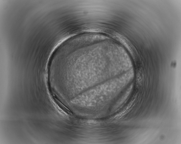 X0000098200787200805081110