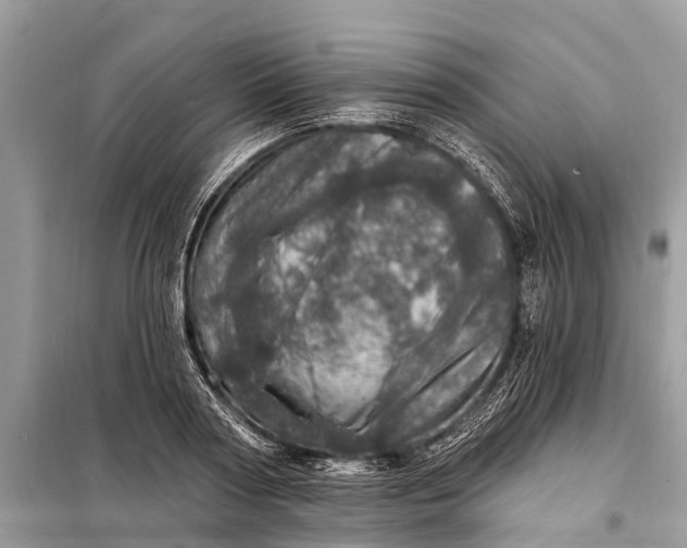 X0000098200794200805081110