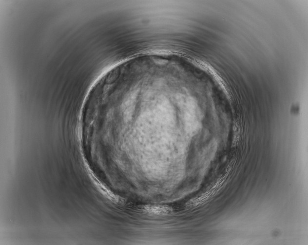 X0000098200795200805081110