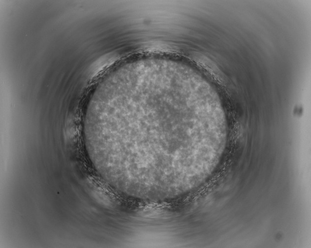 X0000098200824200805081109