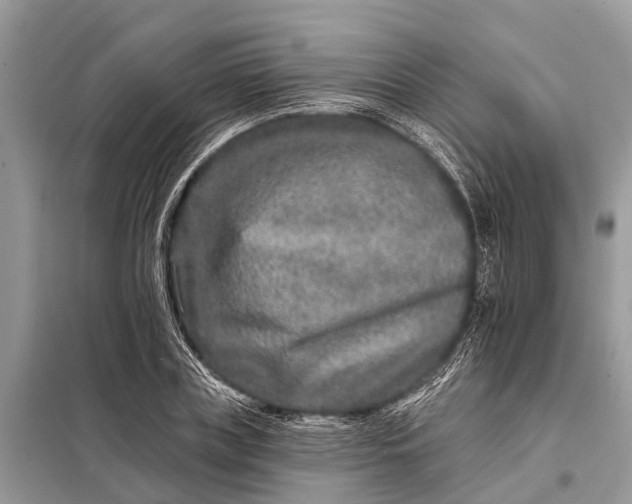 X0000098200835200805081109