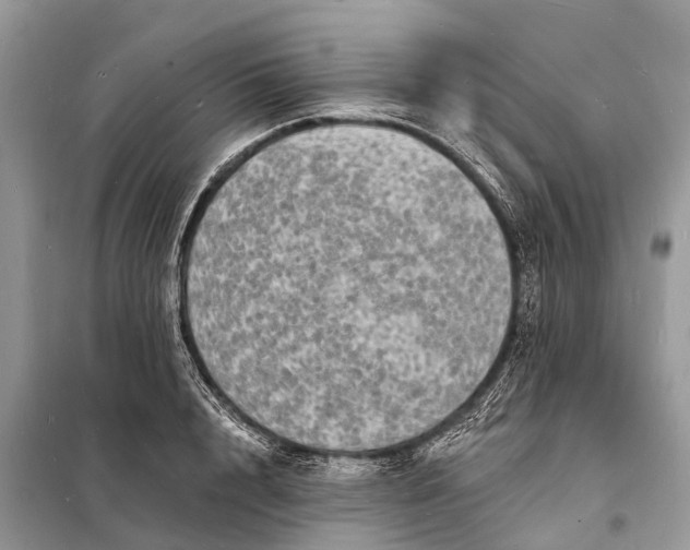 X0000098200848200805081109