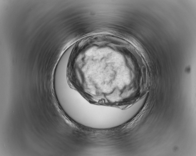 X0000098200858200805081110