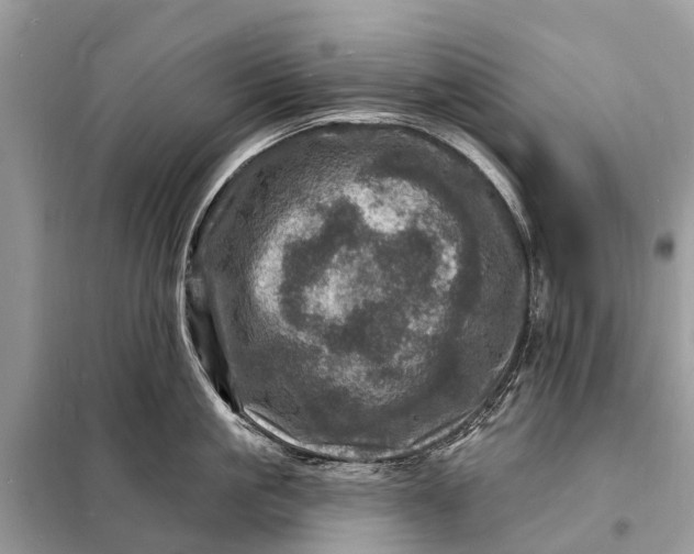 X0000098200861200805081110