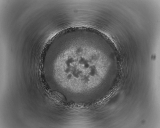 X0000098200871200805081109