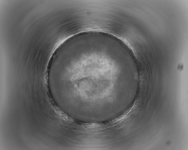 X0000098200879200805081109