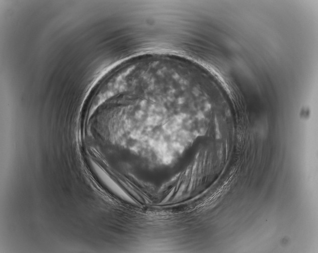 X0000098200887200805081109