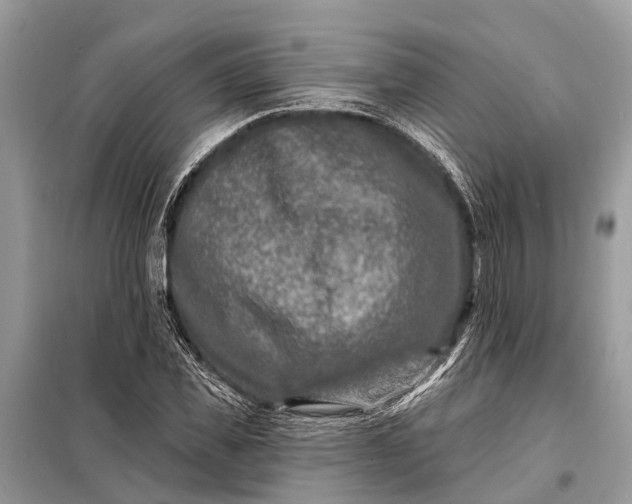 X0000098200925200805081108