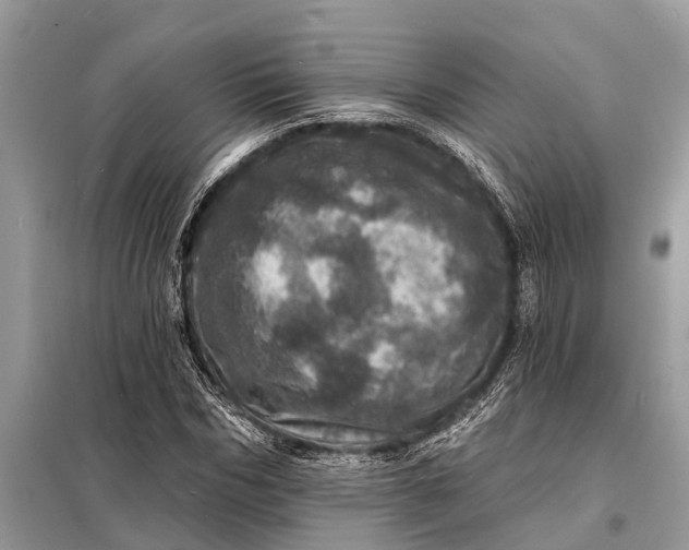 X0000098200970200805081107