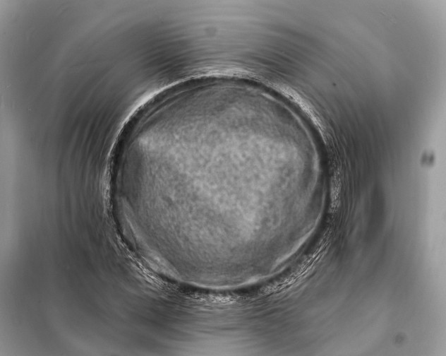 X0000098200975200805081107