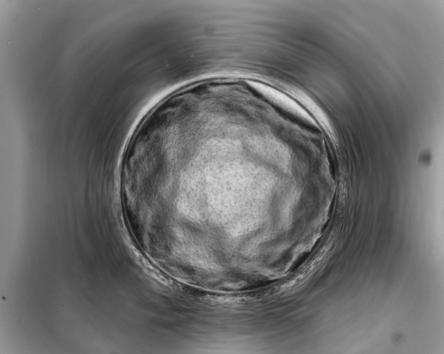 X0000098201004200805081107