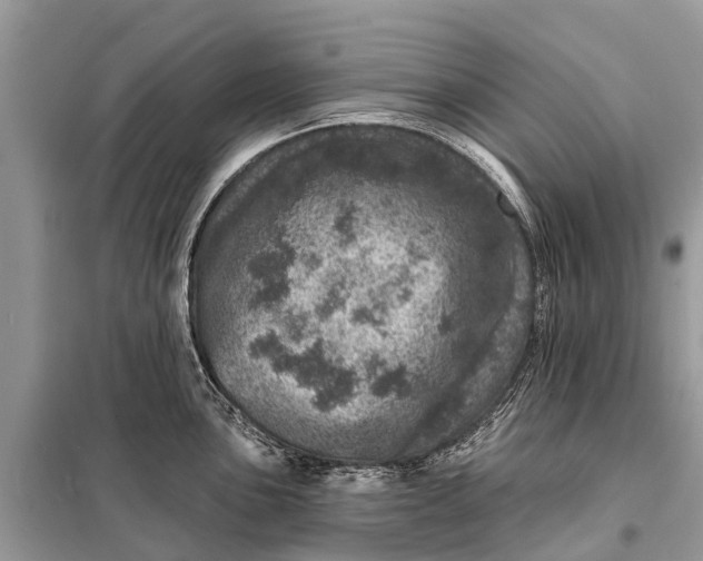 X0000098201051200805081107