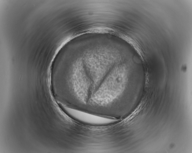 X0000098201083200805081106
