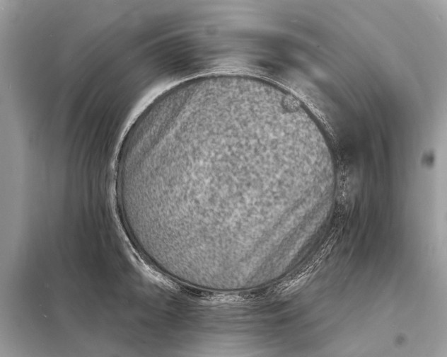X0000098201094200805081105