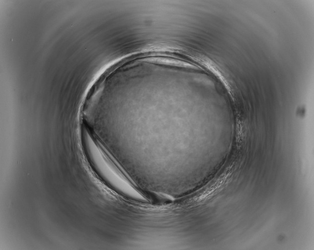 X0000098201124200805081105