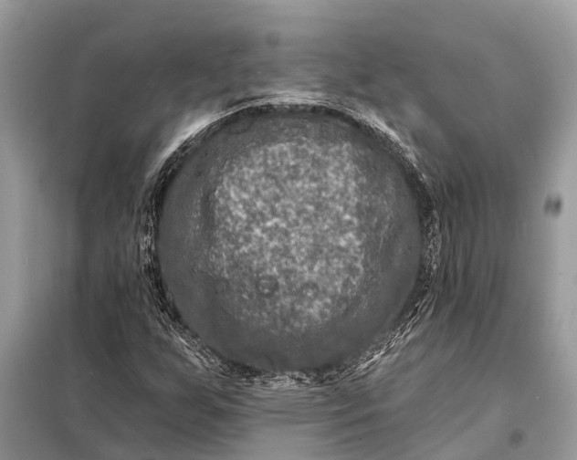 X0000098201255200805081103