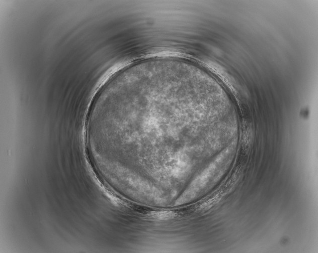 X0000098201282200805081103