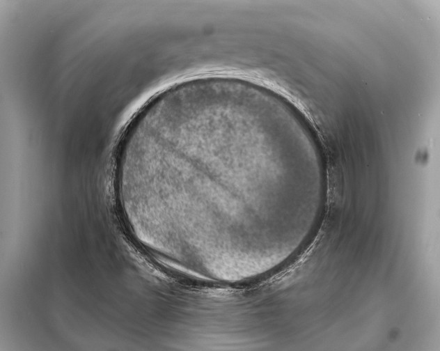 X0000098201502200805081059