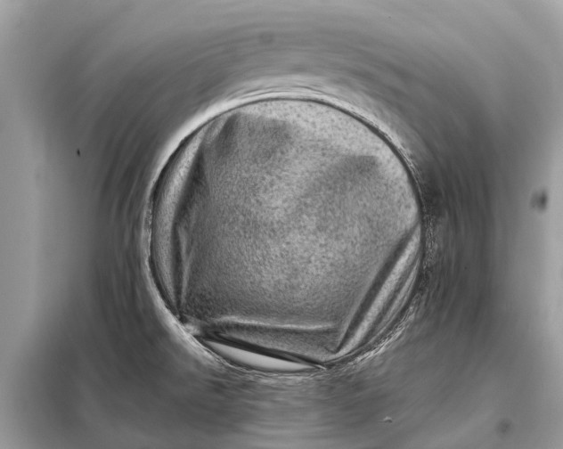 X0000098201526200805081059