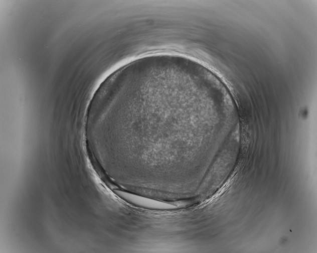 X0000098201534200805081059
