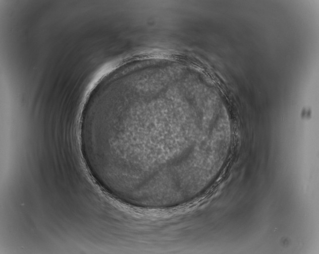 X0000098200006200805151239