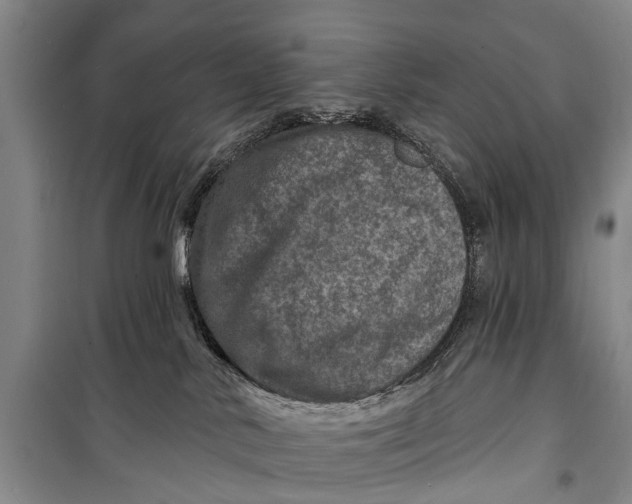 X0000098200042200805151239