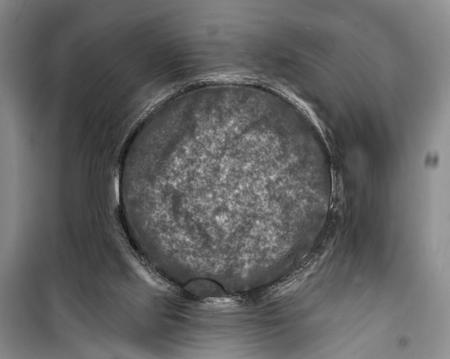 X0000098200061200805151238