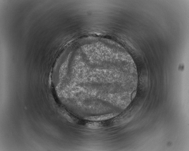 X0000098200079200805151238