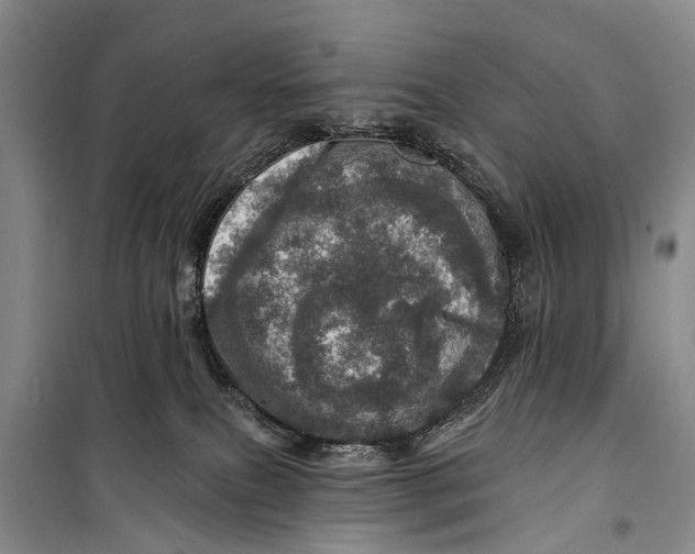 X0000098200087200805151239