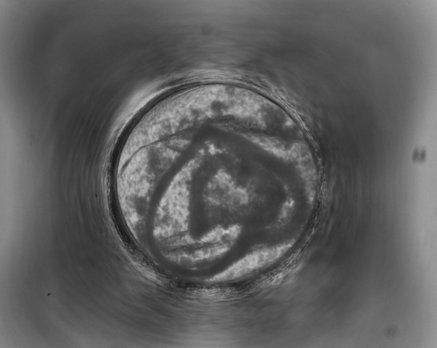 X0000098200103200805151238