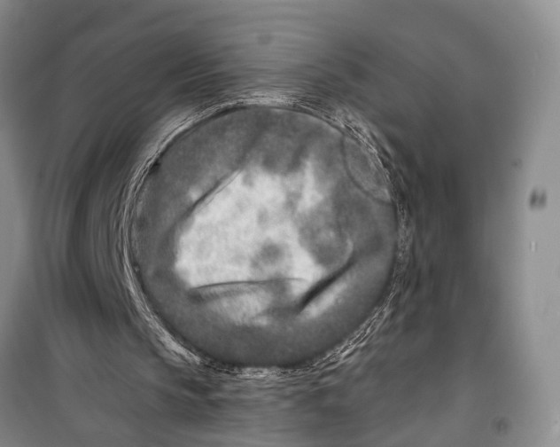 X0000098200145200805151237