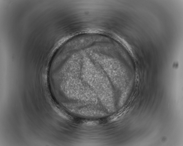 X0000098200155200805151237