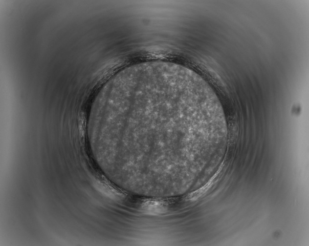 X0000098200174200805151237