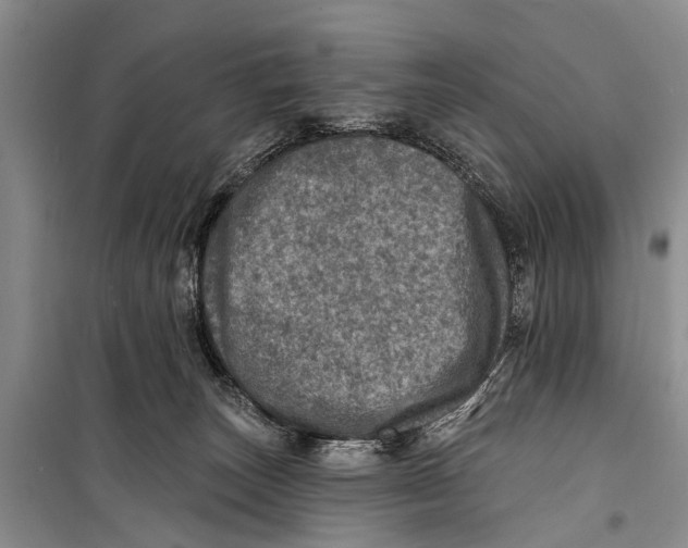 X0000098200179200805151237