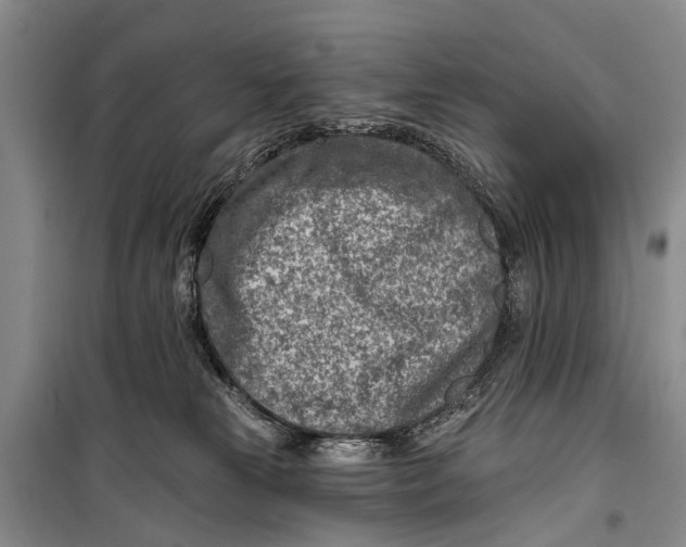 X0000098200181200805151237
