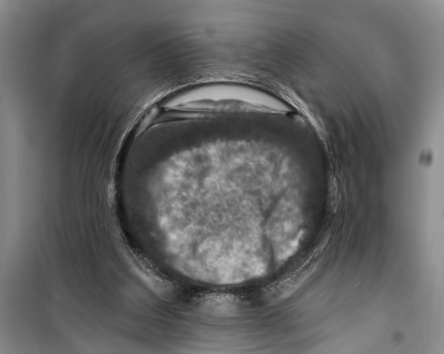 X0000098200203200805151236