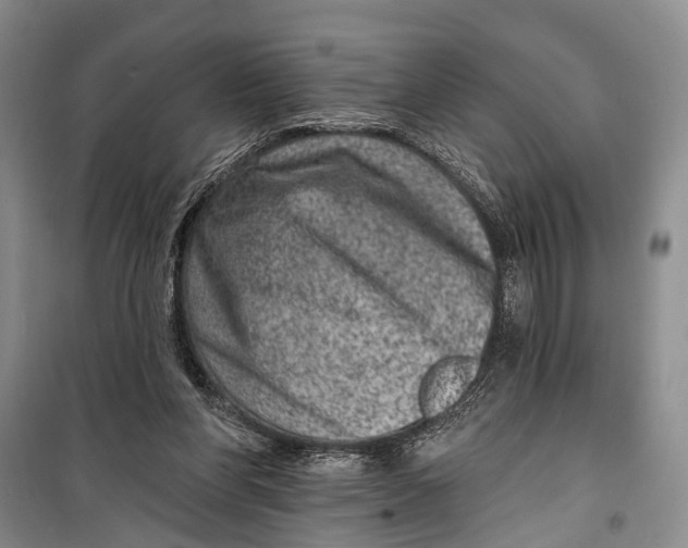 X0000098200206200805151236