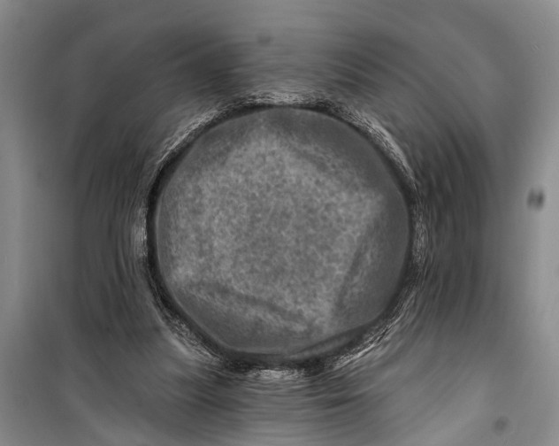 X0000098200251200805151235