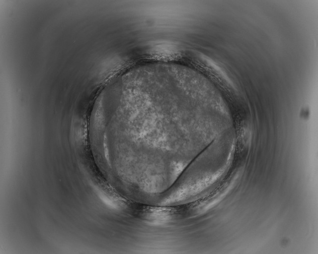 X0000098200268200805151236
