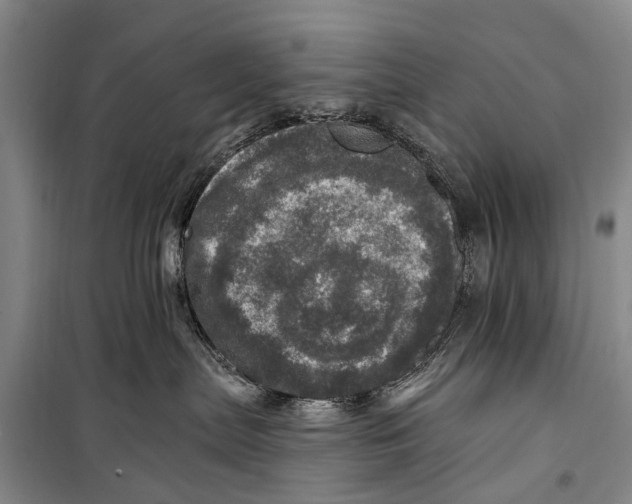 X0000098200287200805151236