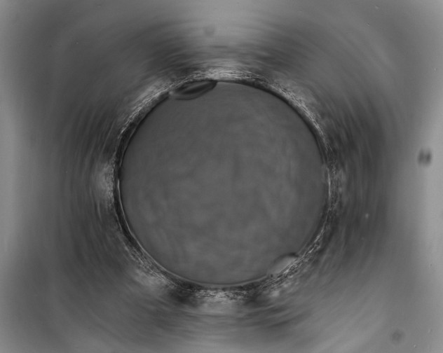 X0000098200297200805151235
