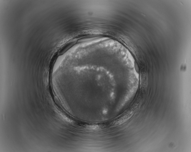 X0000098200301200805151235