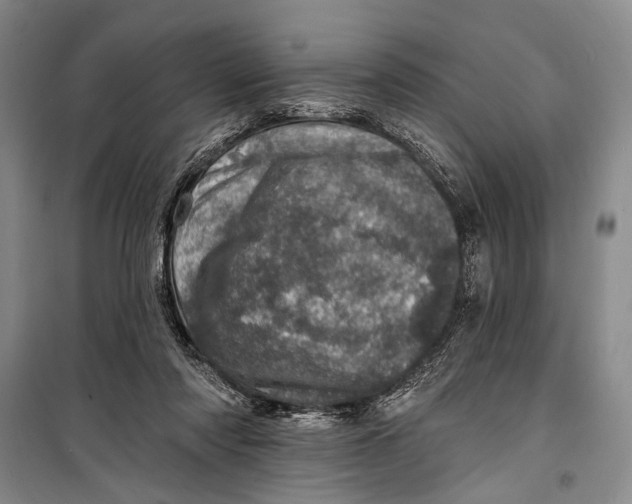 X0000098200310200805151235